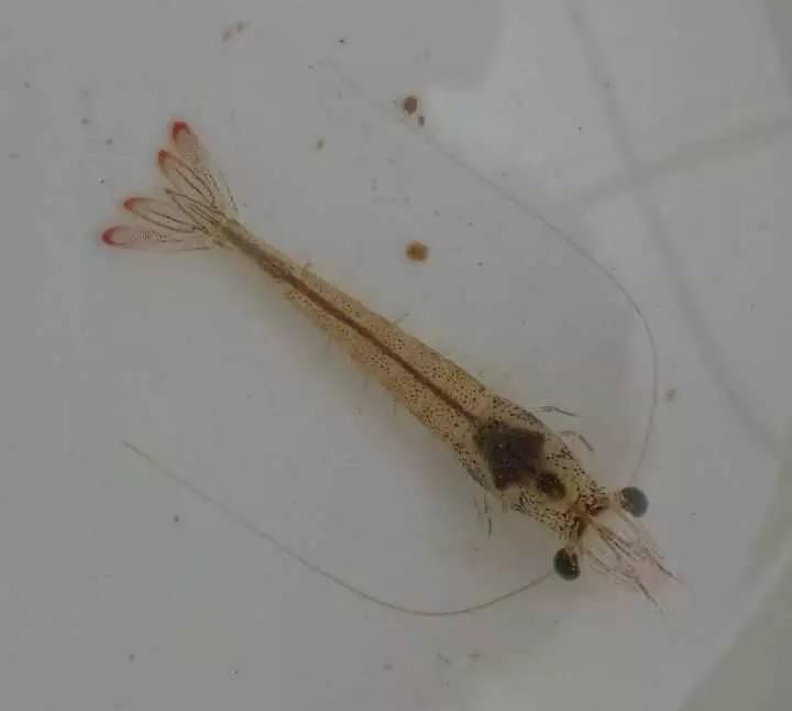 高溫多雨天氣，白蝦養(yǎng)殖需要注意哪些問題