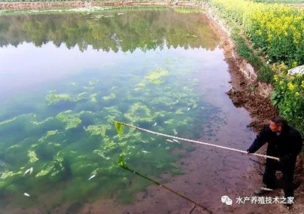 魚塘低溫導致藍藻爆發(fā)